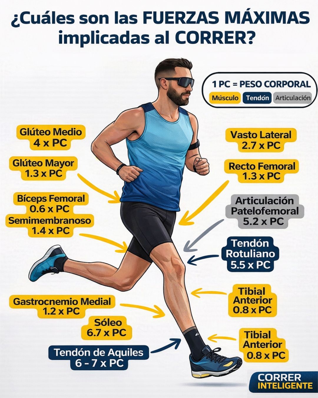 Lee más sobre el artículo Fuerza para corredores: qué fuerzas soportas al correr
